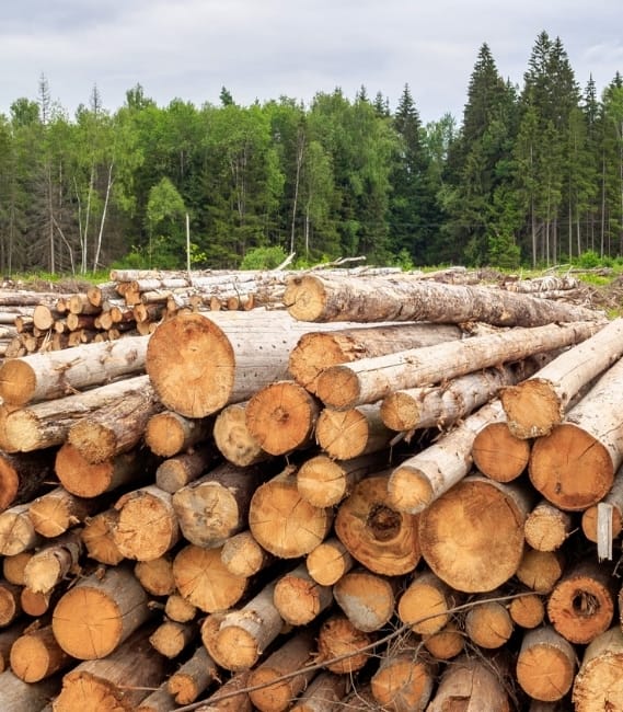 Wood & Forest Products Industry