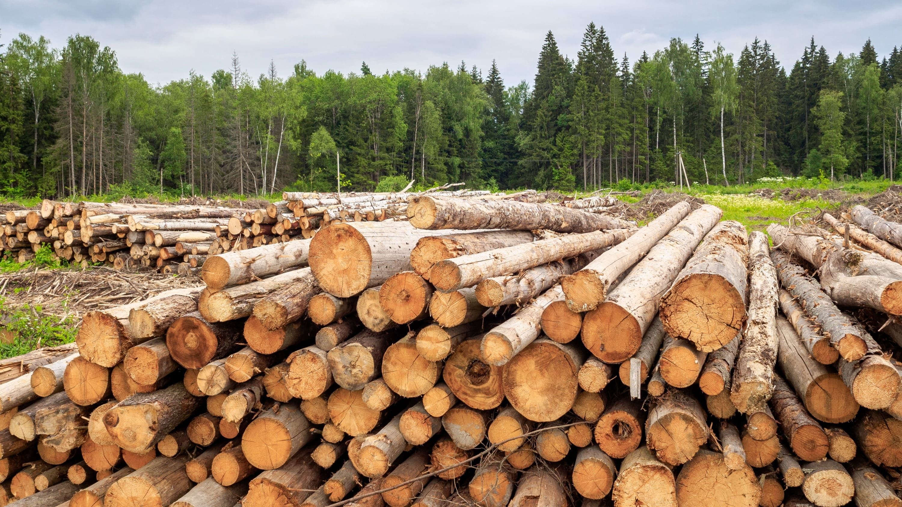 Wood & Forest Products Industry